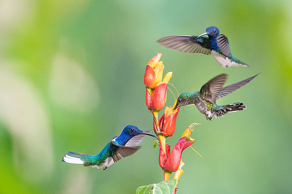 White-necked Jacobin