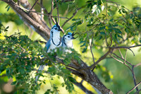 White-throated magpie-jay