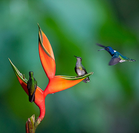 White-necked Jacobin
