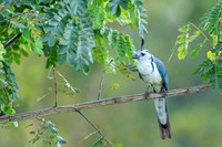 White-throated magpie-jay