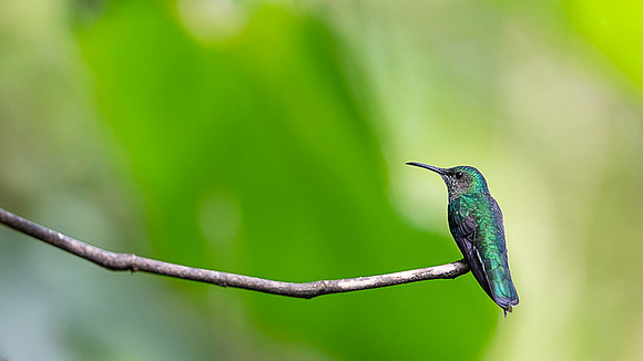 White-necked Jacobin