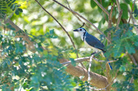White-throated magpie-jay