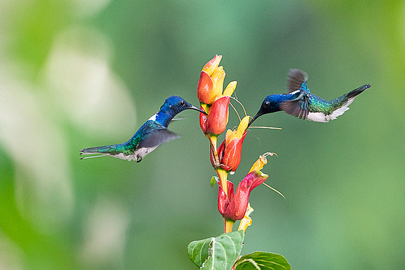 White-necked Jacobin