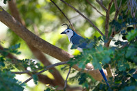 White-throated magpie-jay