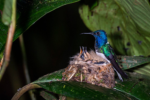 White-necked Jacobin