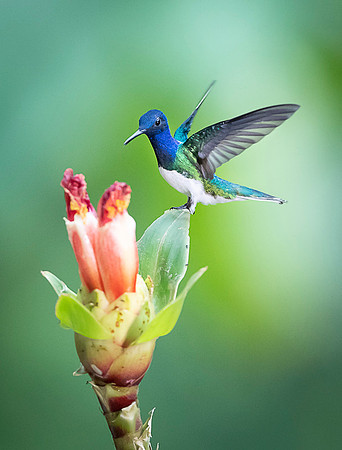 White-necked Jacobin
