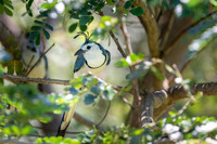 White-throated magpie-jay