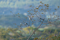 White-throated magpie-jay