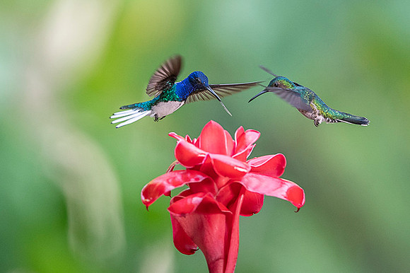 White-necked Jacobin