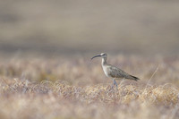 Whimbrel