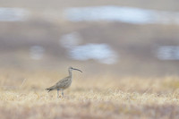 Whimbrel