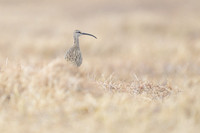 Whimbrel
