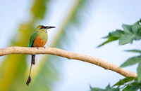 Turquoise-browed Motmot