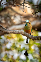 Turquoise-browed Motmot