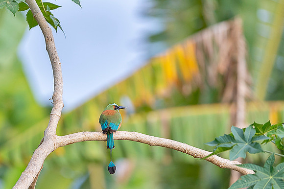 Turquoise-browed Motmot