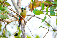 Turquoise-browed Motmot