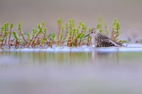 Western Sandpiper
