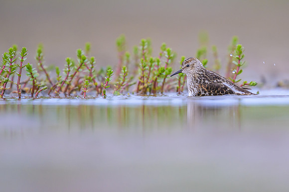 Western Sandpiper