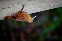 Strong-billed Woodcreaper