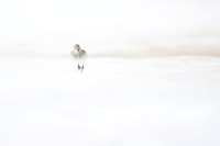 Western Sandpiper