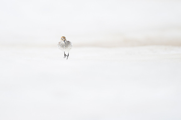 Western Sandpiper
