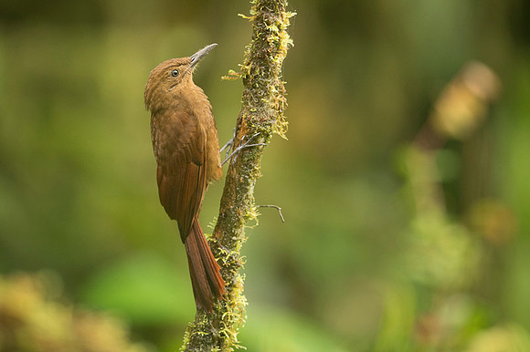 Tyrannine Woodcreeper