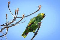 Turquoise-fronted Parrot