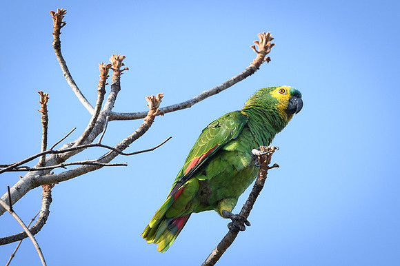 Turquoise-fronted Parrot