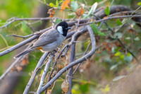 White Cheeked bulbul