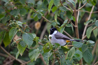 White Cheeked bulbul