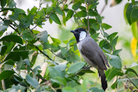 White Cheeked bulbul