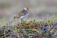 Western Sandpiper