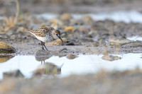 Western Sandpiper