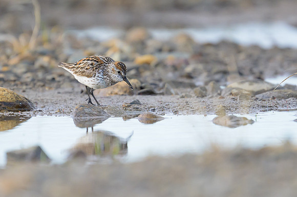 Western Sandpiper
