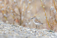 Western Sandpiper