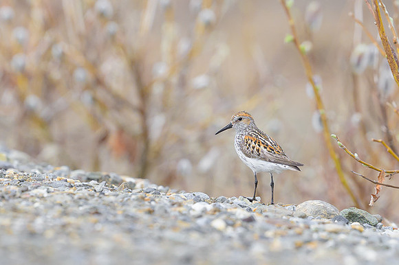Western Sandpiper