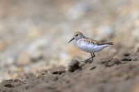 Western Sandpiper