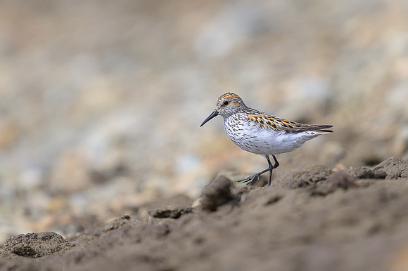 Western Sandpiper