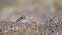Western Sandpiper