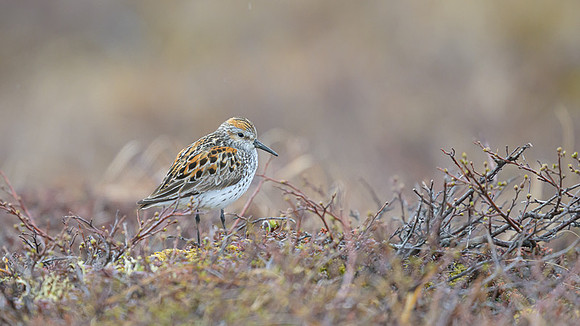 Western Sandpiper
