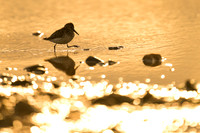 Western Sandpiper