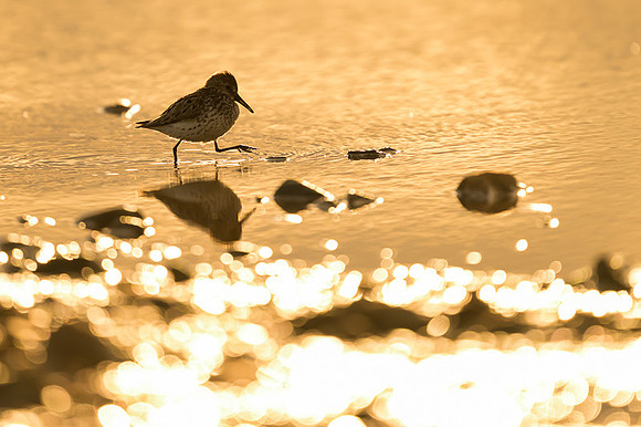 Western Sandpiper