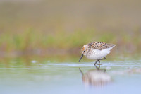 Western Sandpiper