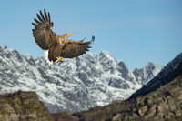 White-tailed Eagle / Orzeł bielik