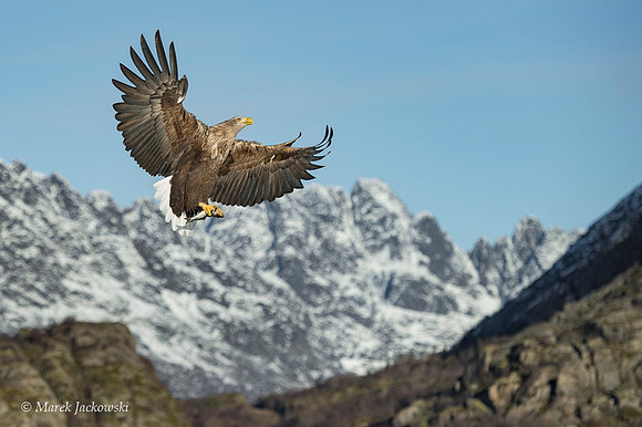 White-tailed Eagle / Orzeł bielik