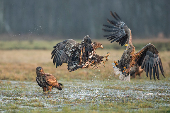 White-tailed Eagle / Orzeł bielik