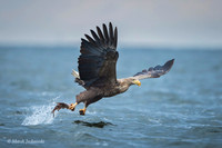 White-tailed Eagle / Orzeł bielik