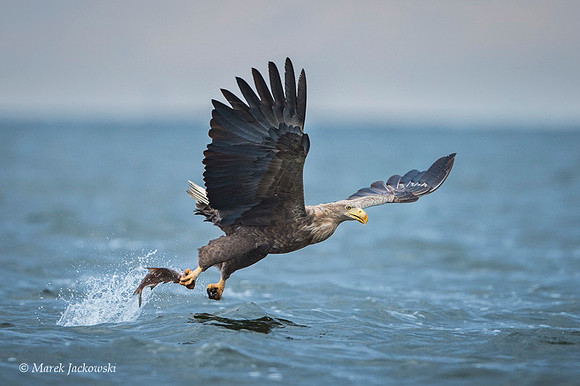 White-tailed Eagle / Orzeł bielik
