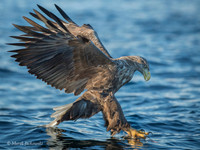 White-tailed Eagle / Orzeł bielik