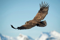 White-tailed Eagle / Orzeł bielik